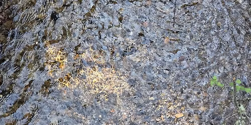 The Poetry of Stream Ecosystems