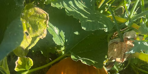 Fall Straw Maze & Pumpkin Patch Opening Day