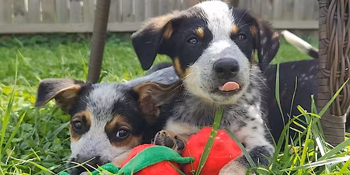 Yoga with Puppies benefiting Buckeye Australian Cattle Dog Rescue
