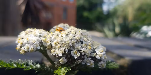 Urban Nature Connection Workshop with Ellie Julings
