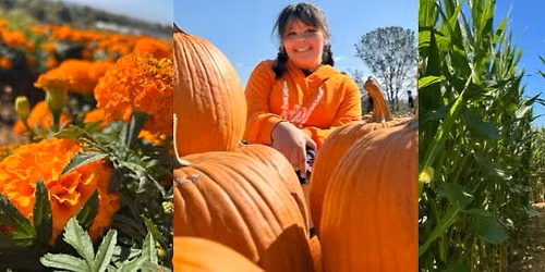 \u2728 Pumpkin & Marigold Harvest Festival @ Mellano Farm Stand, Oceanside CA. 