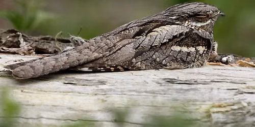 Free Guided Walk with Nature for Nightjars, Details to be Announced