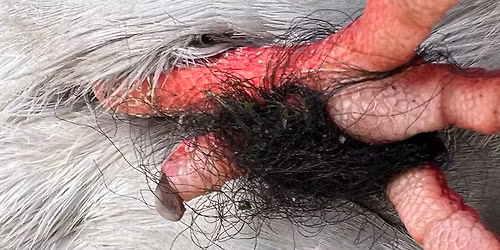 Amsterdam: workshop duivenvoeten redden