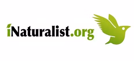 4th Sunday Nature Walk with Vince Hale, iNaturalist Ambassador-Using iNaturalist in the Field