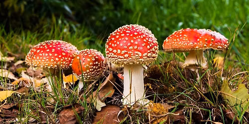 Walk in the Wild, Foraging for and Growing Edible Mushrooms
