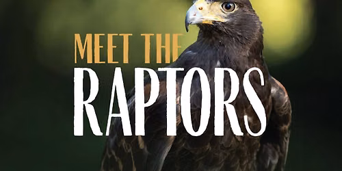 Meet the Raptors: High Desert Falconry