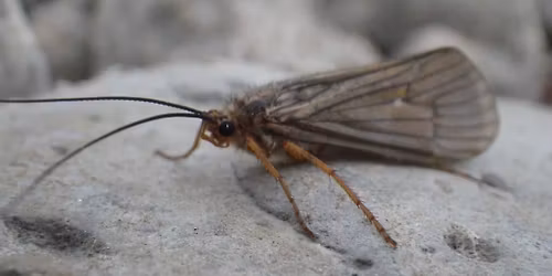 Open Tie on Post - SRU