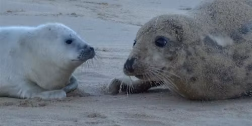 Baby Seals Hike Day Trip  Our most Popular Event on Meetup.com