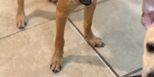 ADOPTION DAY on MILNER