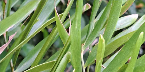 Our Favorite Native Plants and Why -- A Discussion Panel -- FREE!