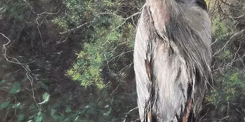 Public Opening: Carl Oltvedt