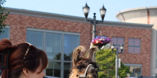 Llamas at the Market