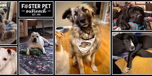 Friendly Foster Mix and Mingle