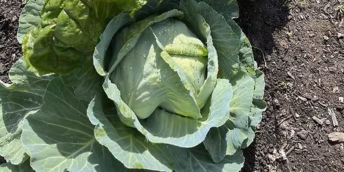Gardening Workshop: Planting Fall Vegetables