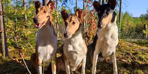 Scy - Kymen Alaosasto j\u00e4rjest\u00e4\u00e4 MATCH SHOW