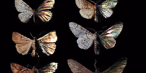 Moth Night
