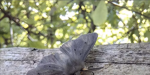 Wilder Kent Experience: Moth Morning at Sevenoaks Wildlife Reserve