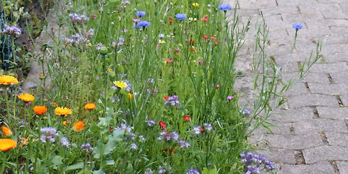 Pocket Prairies for Birds, Butterflies, and Bees