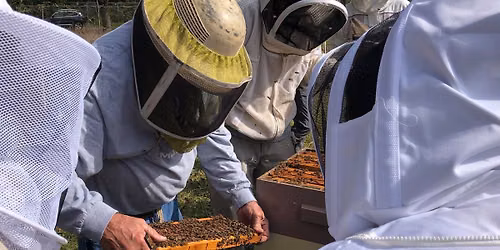 Beekeeping 201 Course: Leveling Up