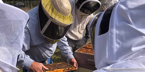 Beekeeping 201 Course: Leveling Up