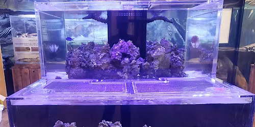 Saltwater Tank Feeding