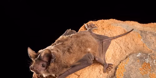 Discovery Walk: Bats & the Park