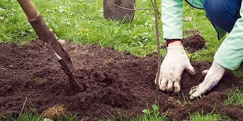 Tree Planting at Three Acre Wood Community Food Forest! 