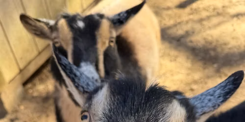 GOAT WITH THE FLOW