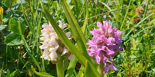 De Vilde Blomsters Dag - Gammelgab