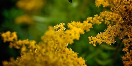 SEMSEM\u00cdYE: Indigenous Pollinator Stories