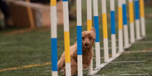 ZIMOWY ob\u00f3z agility - Trutnov, 1-4\/02\/2026