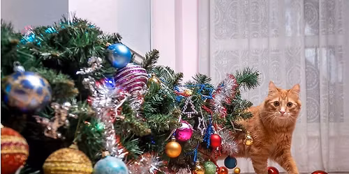 Fundraising stall at Thorne Christmas Lights Switch On