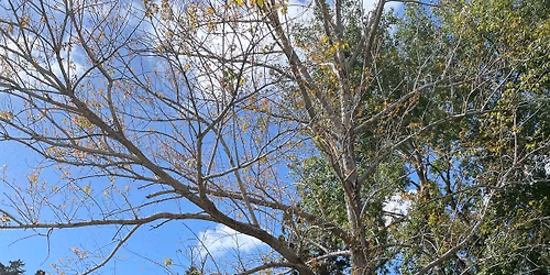 PUHOI VILLAGE MARKET - December 7th, 9am - 1pm