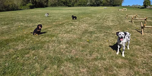 Stanley's Field Social Play Session