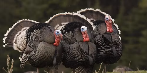 November 4-H Meeting 