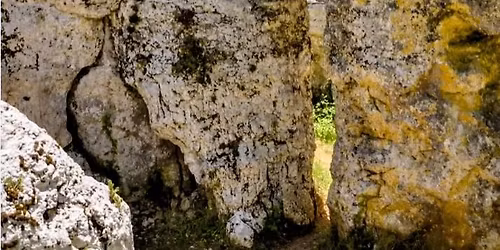 Journ\u00e9e Solstice d\u2019\u00e9t\u00e9 ! For\u00eat de Paiolive \u2728\ufe0fArd\u00e8che 