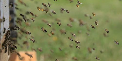 Beekeeping Series: Swarm Control