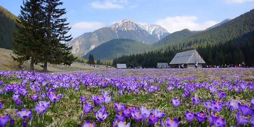 Krokusy w Tatrach: Dolina Chocho\u0142owska, Morskie Oko i Trzydniowia\u0144ski