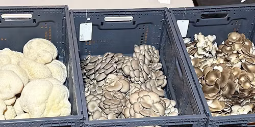 Tooth & Gill Mushroom Co. @ Higher Grounds Tuesday Night Markets