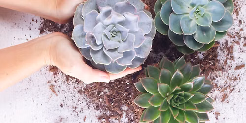 Sips & Succulents