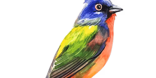 Paint Birds in Watercolor - Make and Take All Levels Art Class
