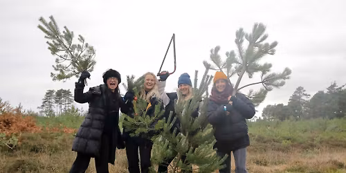 A Dorset Christmas Festival Pull a Pine at RSPB Arne
