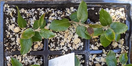 Plant Propagation by hardwood and softwood stem cuttings