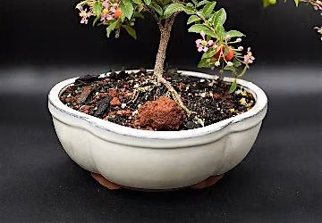 Bonsai Lesson at Three Bridges Brewing