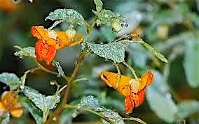 Summer Herbal Walk @ BellaSoul Farm -Jewelweed is the star