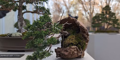 Triangle Bonsai Society 2026 Expo