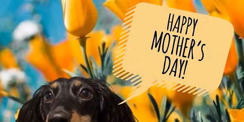 Mother\u2019s Day Pet Mini-Sessions! \ud83d\udc36\ud83c\udf38\ud83d\udc31