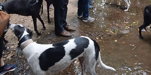 Coventry August Greyhound Walk