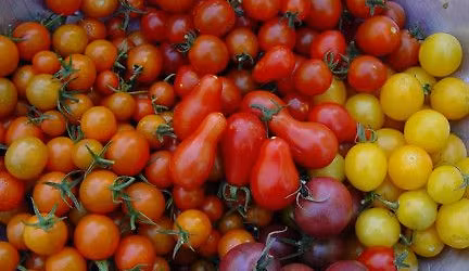 Children of the Nightshade: Tomatoes, Peppers & More - free organic gardening class