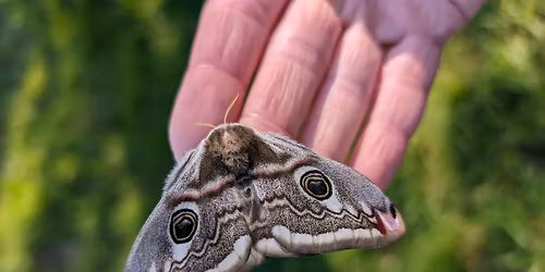 Saturday Moth Morning